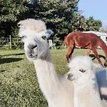 مكان تخييم Sleep With Alpacas I Glamping Retreat In National Park Thy Snedsted