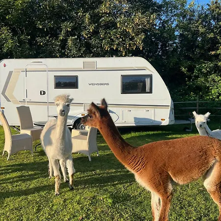 Sleep With Alpacas I Glamping Retreat In National Park Thy Campsite