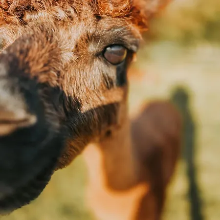 Sleep With Alpacas I Glamping Retreat In National Park Thy 캠프장 Snedsted