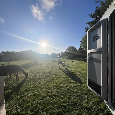 Sleep With Alpacas I Glamping Retreat In National Park Thy