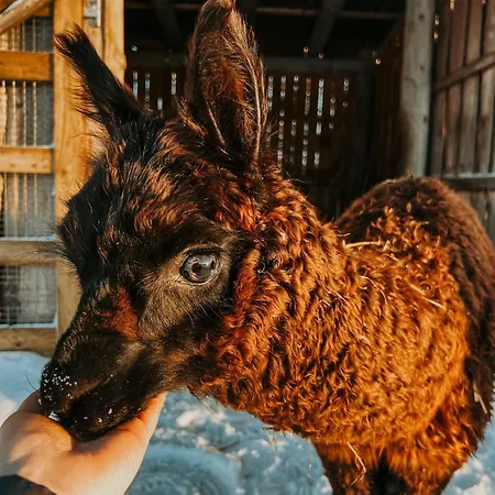 Sleep With Alpacas I Glamping Retreat In National Park Thy *