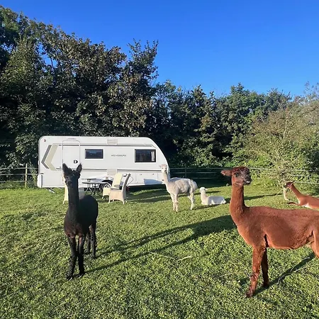 Sleep With Alpacas I Glamping Retreat In National Park Thy Snedsted