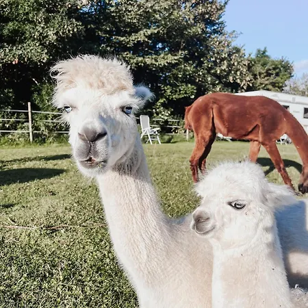 캠프장 Sleep With Alpacas I Glamping Retreat In National Park Thy Snedsted
