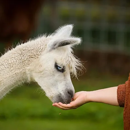 Sleep With Alpacas I Glamping Retreat In National Park Thy * Snedsted