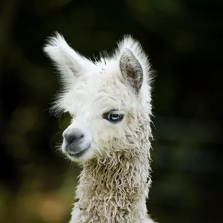 Sleep With Alpacas I Glamping Retreat In National Park Thy Campingplasser