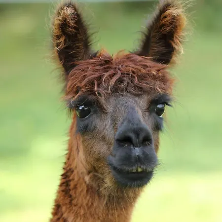 Sleep With Alpacas I Glamping Retreat In National Park Thy * Snedsted